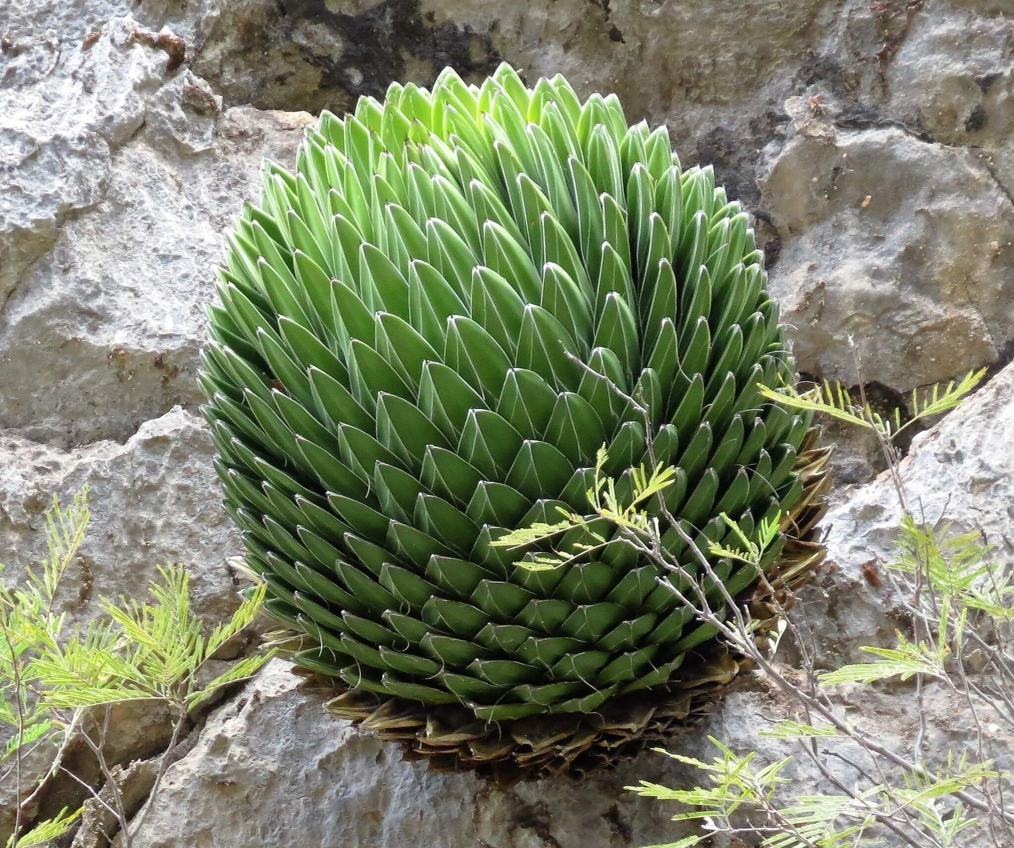 Agave victoriae reginae